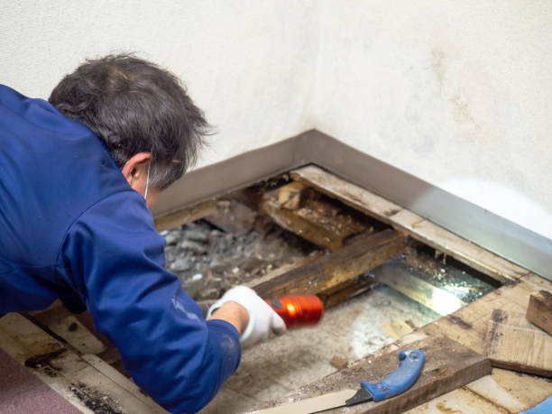 Best Same-Day Mold Removal  in Centennial Park, AZ
