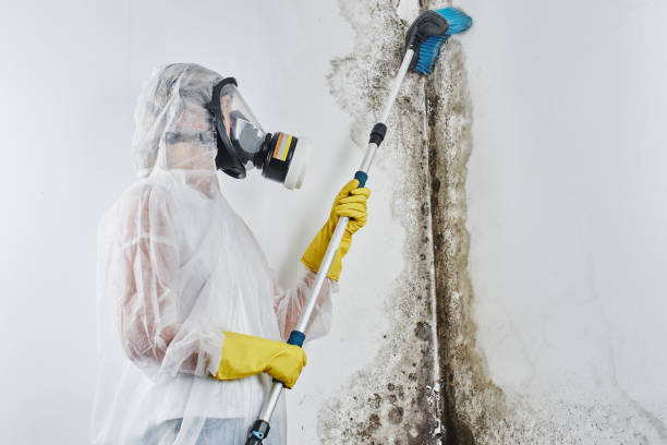 Best Certified Mold Removal  in Centennial Park, AZ
