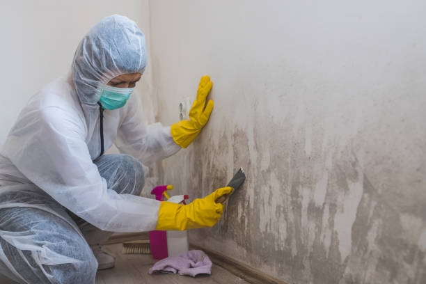 Best Toxic Mold Removal  in Centennial Park, AZ
