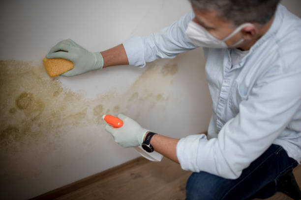 Home Mold Removal in Centennial Park, AZ
