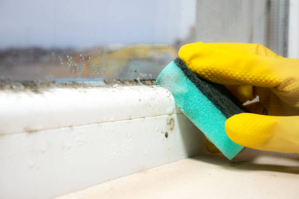 Best Attic Mold Removal  in Centennial Park, AZ