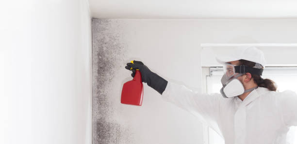 Mold Removal Process in Centennial Park, AZ