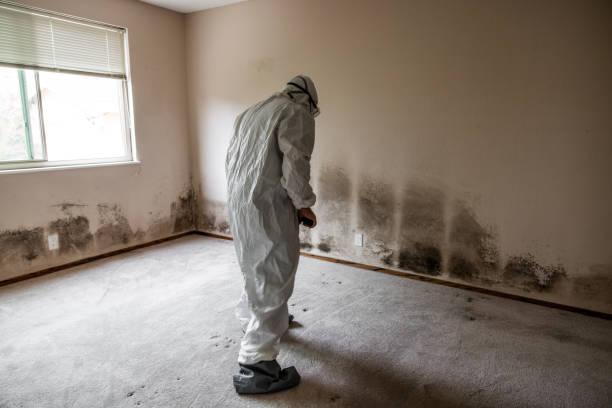 Best Toxic Mold Removal  in Centennial Park, AZ