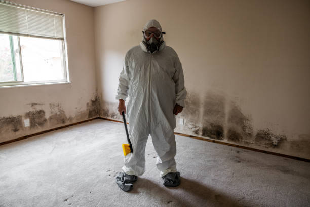 Best Certified Mold Removal  in Centennial Park, AZ