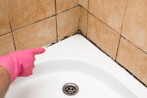 Mold Removal and Inspection in Centennial Park, AZ